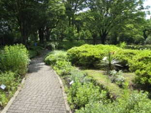 Medicinal Plant garden