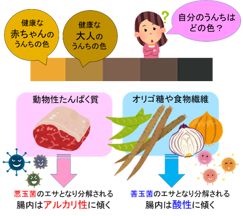 毎日の健康は 便 うんち でわかる 2 明治薬科大学セルフメディケーション学研究室